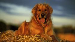 These desktop wallpapers are high definition and available in wide range of sizes and resolutions. Download Golden Retriever HD Wallpapers absolutely free ...
