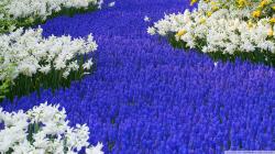 1920x1080 Grape Hyacinths And Daffodils Keukenhof Gardens Lisse Holland wallpaper