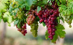 History of Grapes: Grapes