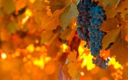 Vineyard Grapes Leaves Autumn Nature