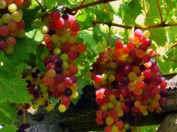 Grapes HD Wallpapers HD Wallpapers Image source from this