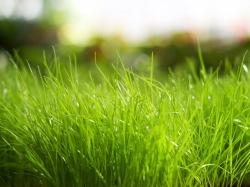 ... Green Grass Backgrounds for Presentations