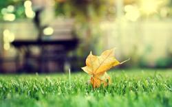 lonely dry leaf green grass bokeh wide hd wallpaper is a lovely background.
