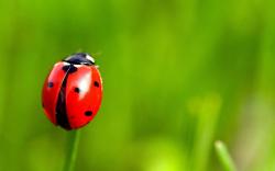 Grass Insect Ladybug Backgrounds for Desktop 23179 High Resolution