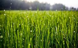 Grass Morning Dew