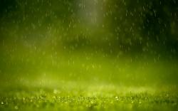 Grass Rain Drops Nature