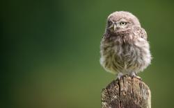 Tree Stump Owl Bird