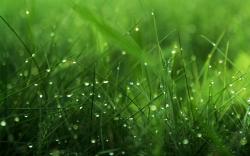 Awesome Grass Wallpaper