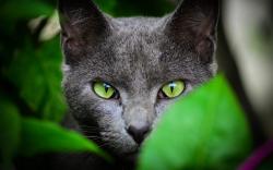 Green eyes grey cat