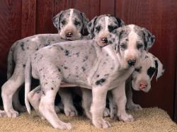 Great-Dane-puppy-great-danes-15342697-1600-1200