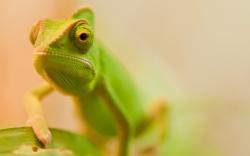 Green Chameleon Macro Photo