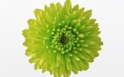DOWNLOAD WALLPAPER Green Flowers - FULL SIZE ...