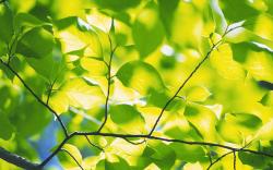 Green foliage branches