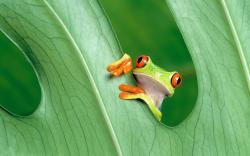 Green Frog On Wallpapers (8)