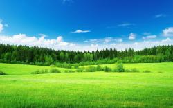 Green meadows