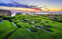Green moss beach