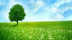 ... green-nature-wallpapers-hd ...