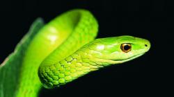 Green snake 3
