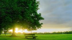 A big tree with green leaves in a grassfield with a wooden bench at sunset or dawn