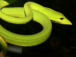 Long nosed whip snake side view