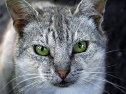 Description: The Wallpaper above is Grey cat green eyes Wallpaper in Resolution 1600x1200. Choose your Resolution and Download Grey cat green eyes Wallpaper