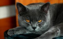 Grey cat yellow eyes