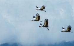 Grey Crowned Crane Birds