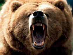 Grizzly bear fight, Grizzly bear attack, ...