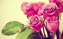 Grunge pink roses