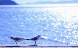 Gulls Birds Sea Waves Summer