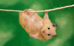 Hamster hang out