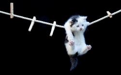 Hanging kitty