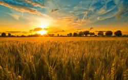 Where the harvest is ripe and workers (and resources) are few | Issachar Initiative