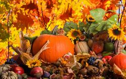 Autumn harvest wallpaper 1680x1050