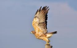 Hawk Bird Wings