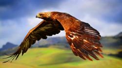 ... Red-tailed Hawk wallpaper (6) ...