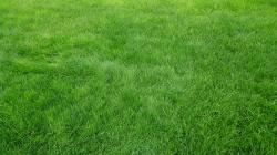 2048x1152 Wallpaper grain, grass, field, green