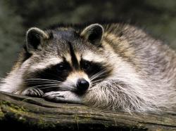 3 Raccoon wallpapers for your PC, mobile phone, iPad, iPhone.