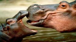 Hippopotamus with baby HDR wallpaper HD animals