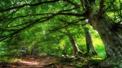 Path Under A Forest Canopy Hdr HD Desktop Background
