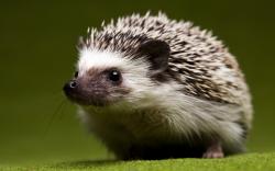 Happy Hedgehog Wallpaper