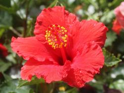 red-hibiscus.jpg