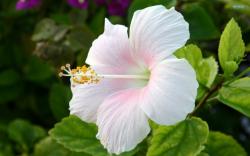 characteristics of hibiscus flower