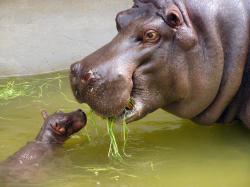 Baby Hippo Calf with its Mother