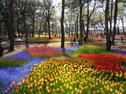 Tulips at the Hitachi Seaside Park in Japan