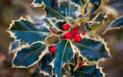 Holly Leaves Berries Red Nature