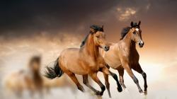 ... 1920 x 1080. 2014 horses background calendar in wallpaper collections ...