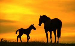 Horses pictures family horse ranch free wallpaper in free desktop backgrounds category: Horse-backgrounds.