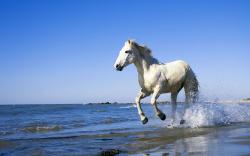 White horse beach