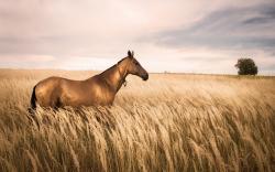 Horse Field Nature